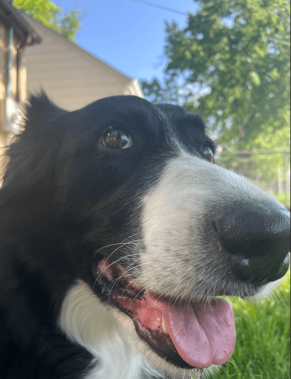 Ludo being his goofy, happy self