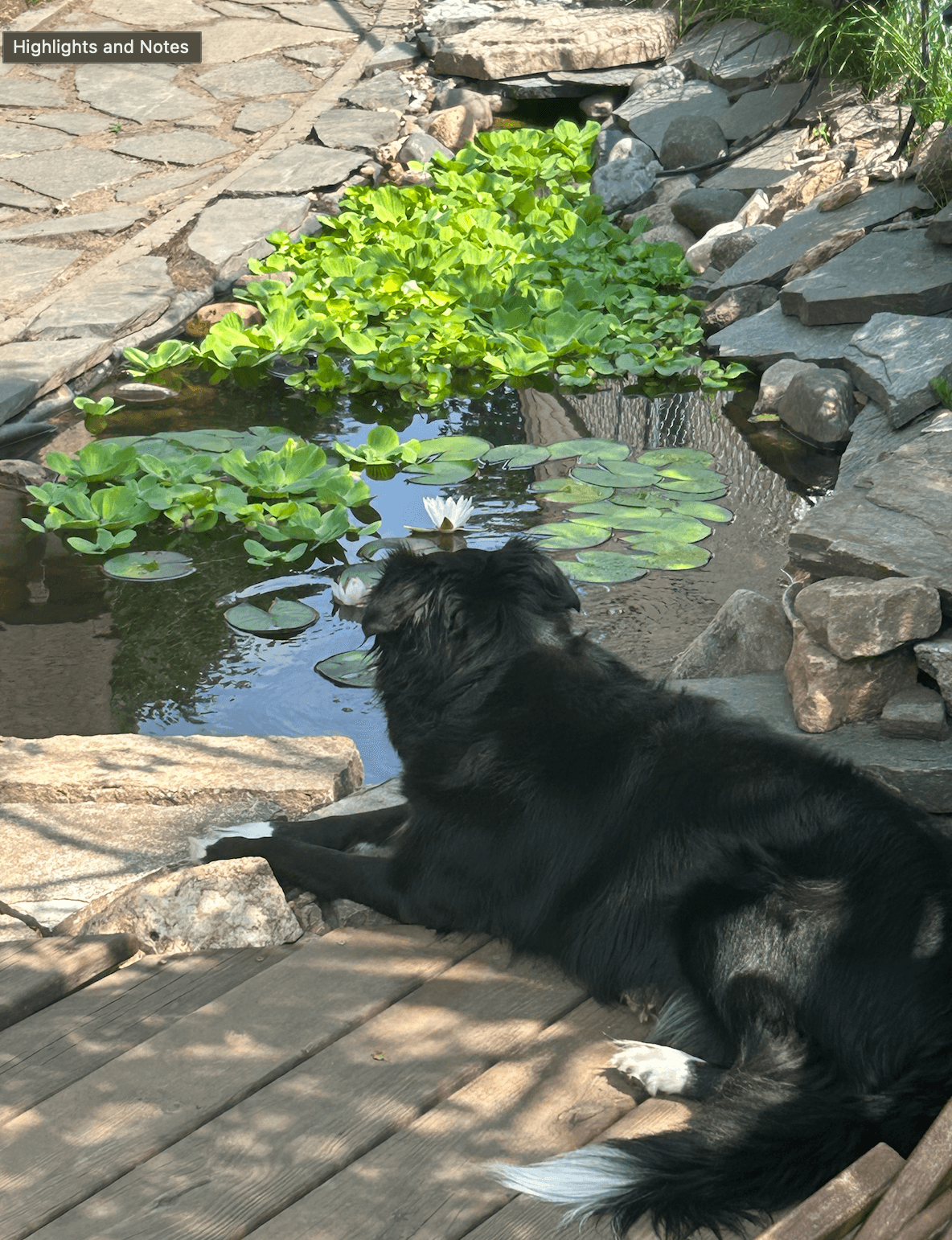 Ludo staring at the koi pond