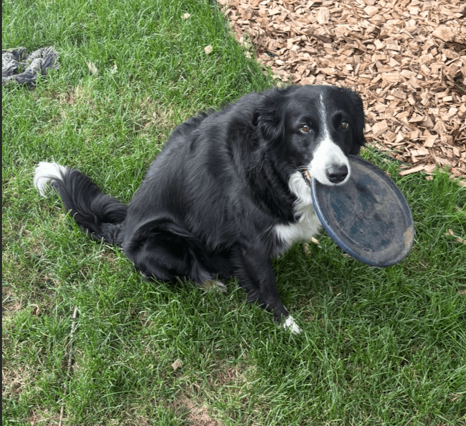 Ludo with his frisbee