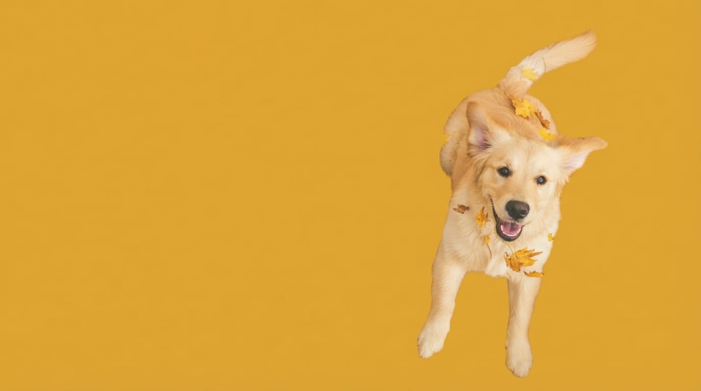 Healthy dog enjoying a calm yard