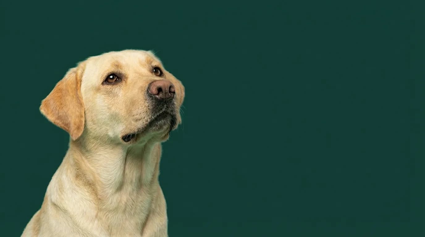 Golden retriever in a clean Maple Grove yard