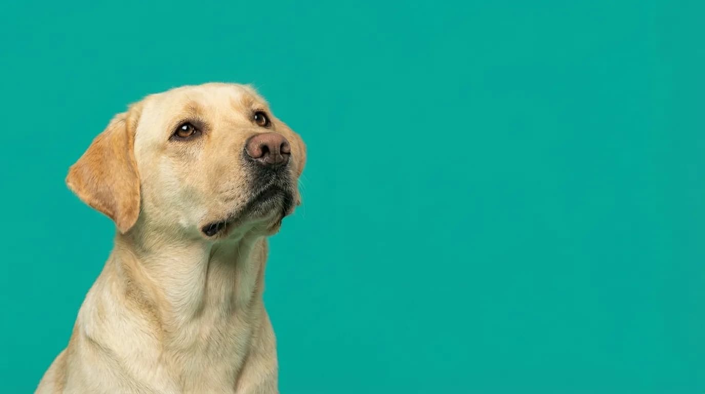 Golden retriever in a clean Maple Grove yard
