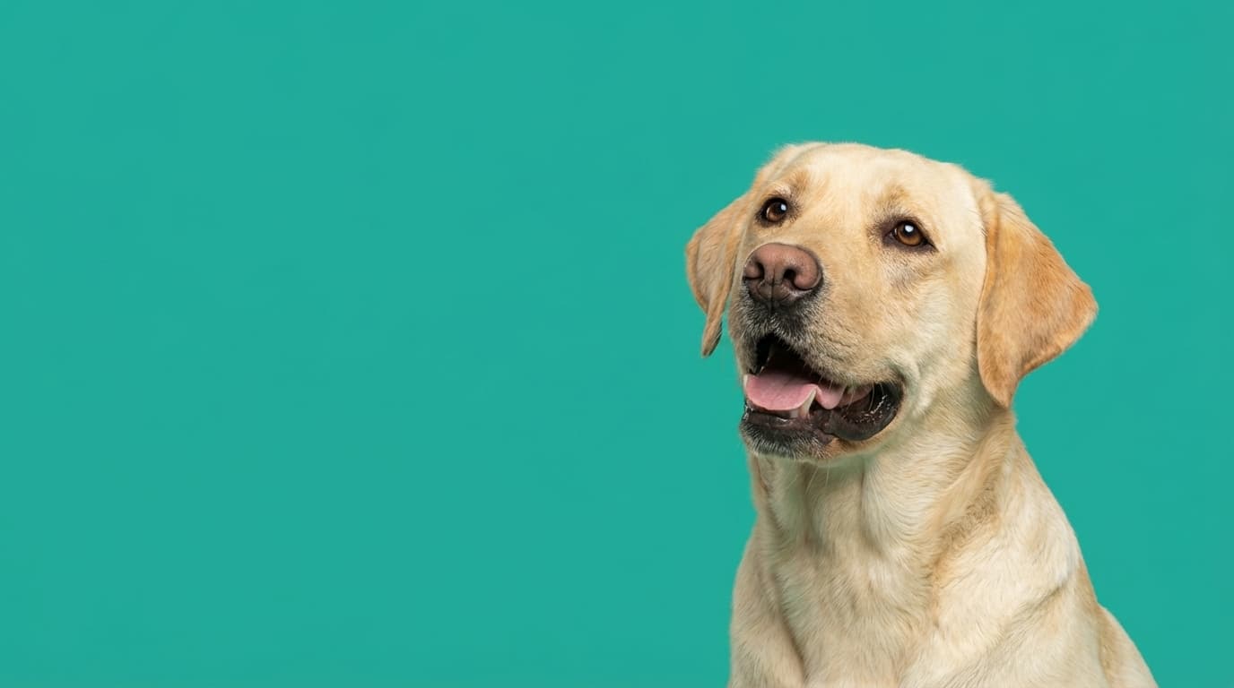 Dog enjoying a calm, healthy yard