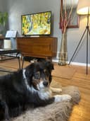 Kiara the Australian Shepherd