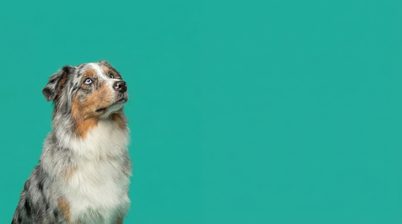 Australian shepherd enjoying a bright yard
